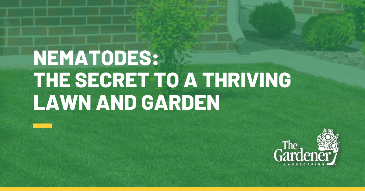 Nematodes: The Secret to a Thriving Lawn and Garden in Ontario